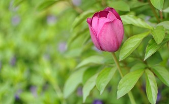 Tulpe