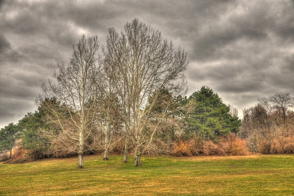 Baum in HDR