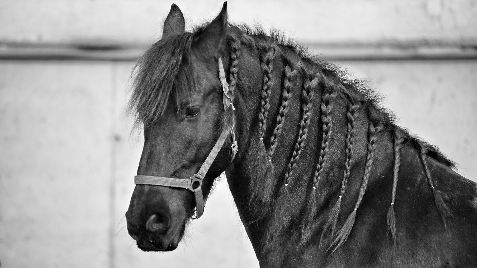 Friese in schwarz weiss